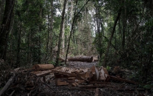 Deforestasi Amazon Disebut Bisa Hadirkan Pandemi Baru