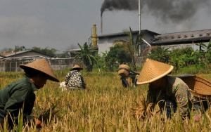 Pandemi Corona Bikin Impor Sulit, Kemendes Siapkan 1,8 Juta Ha Lahan untuk Pangan