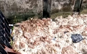 Beredar Video Ribuan Bangkai Ayam Dibuang di Sungai Wegil Pati, Polisi Turun Tangan