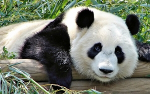 Bisa Menular ke Hewan, 208 Panda di Tiongkok Jalani Tes COVID-19