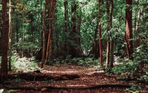 Warga Gunungkidul yang Terindikasi Positif COVID-19 Bakal Diisolasi di Hutan