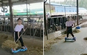 Beri Makan Sapi Gunakan Hoverboard, Netizen Sepakat Sebut 'Anak Gembala Milenial'