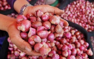 Kementan Amankan 36 Ton Bawang Merah Ilegal Asal Malaysia