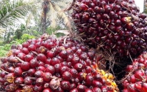 Ibu Tiga Anak Asal Riau Dipidanakan Usai Curi Sawit Senilai Rp 76 Ribu, Begini Kelanjutan Kasusnya