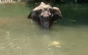 Pelaku Kasus Viral Gajah Hamil Mati Akibat Makan Nanas Isi Petasan Ditangkap, Ini Motifnya