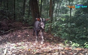 Bukan Kambing Biasa, Sepasang Spesies Langka Ini Terekam Kamera di Hutan Gunung Leuser