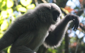 Perempuan Ngaku Lihat Sepasang Lutung Cuci Piring, Bukti Pesugihan Restoran Saat Pandemi Corona?