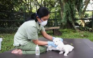 Taman Safari Siap Dibuka 15 Juni, Seluruh Karyawan Jalani Rapid Test