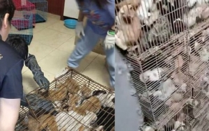 Miris! Ratusan Kucing di Tiongkok Dicuri untuk Dijadikan Santapan