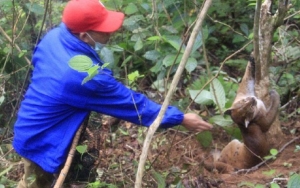 Kucing Emas Langka Terjerat Perangkap Babi, BKSDA Langsung Turun Tangan