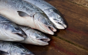 Heboh Mutasi COVID-19 di Beijing, Saluran TV Eropa Bongkar 'Sisi Gelap' Budidaya Salmon Norwegia