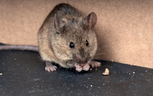 Kesal dengan Keberadaan Tikus di Dalam Rumah? Gunakan Saja 8 Bahan Alami Ini Untuk Mengusirnya