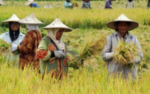 Viral Fresh Graduate UGM Pilih Jadi Petani, Ternyata Berawal dari Hobi Main Game Harvest Moon