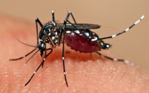 Waspada Pasien Corona Punya Risiko Kena DBD, Kemenkes Beri Penjelasan