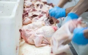 Usai Salmon, Tiongkok Kini Larang Impor Ayam Dari AS Hingga Tutup Pabrik Pepsi