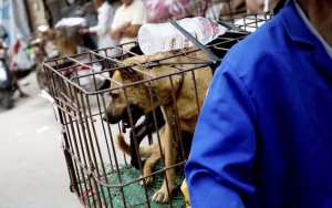 COVID-19 Tak Hentikan Tiongkok Gelar Festival Daging Anjing, Ini Kata Organisasi Perlindungan Hewan
