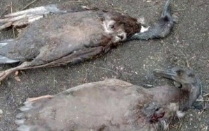 Serangan Palasik Hisap Darah Ternak Resahkan Warga, Bupati Tapanuli Utara Ungkap Fakta Mengejutkan