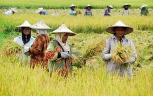 Dunia Terancam Krisis Pangan Imbas Corona, Ini Bukti Dan Datanya