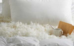 Sadis! Viral Video Pembuatan Bantal Bulu, Dicabuti Dari Angsa Hidup