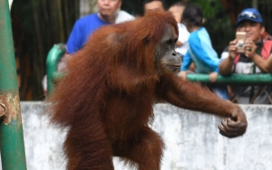 Ini Alasan Pemprov DKI Soal Lansia Dan Anak-Anak Dilarang Masuk Ragunan Kala PSBB Transisi
