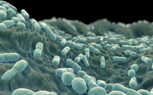 Geger Wabah Listeria Saat Pandemi Corona, Waspada Bahan Makanan Ini Juga Jadi Sumber Penyakit