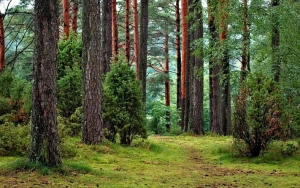 Heboh 6 TKI Malaysia Nekat Lewat Hutan Belantara Demi Mudik, Kini 3 Diantaranya Hilang