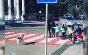 Viral Video Anjing Pintar Kawal Segerombol Murid TK yang Ingin Menyebrang Jalan