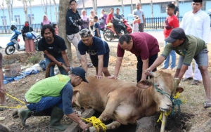 Cegah Penularan COVID-19, Hewan Kurban Wajib Jalani Tes Kesehatan?