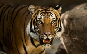 Harimau Sumatera Mati di Perkebunan Aceh, Terdapat Pendarahan Diduga Keracunan