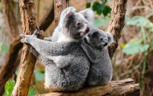 Koala Di Australia Terancam Punah Pada 2050, Apa Penyebabnya?