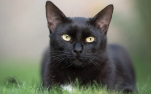 Daging Kucing Hitam Diburu di Vietnam, Untuk Obat Corona?