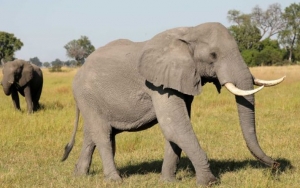 Ratusan Gajah di Afrika Mati Mendadak Secara Misterius