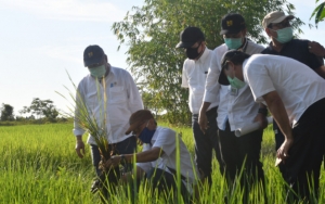 Pemerintah Ungkap Lokasi ‘Food Estate’, Program Penyelamat Krisis Pangan RI