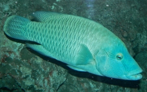 Ikan Napoleon Langka Muncul Usai 26 Tahun Menghilang, Menteri KKP Ikut Buka Suara