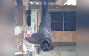 Geger Penampakan Kelelawar Raksasa Seukuran Manusia Asik Bergelantungan di Rumah Warga