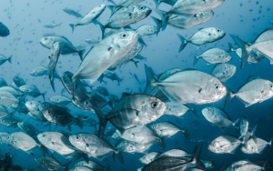 Suhu Laut Terus Memanas, 60 Persen Ikan di Bumi Terancam Punah Imbas Perubahan Iklim