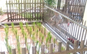 Viral Netizen Bikin Sawah Mini di Halaman Rumah, Diberi Pagar hingga Keramik