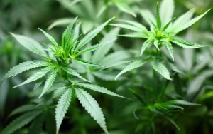Studi Terbaru Sebut Ganja Bisa Redakan Badai Sitokin Penyebab Komplikasi Corona