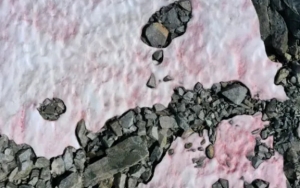 Salju di Pegunungan Alpen Berubah Jadi Pink, Ilmuwan Khawatirkan Hal Ini