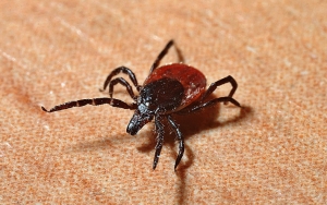 Waspadai Wabah Anaplasmosis, Berasal Dari Gigitan Kutu dan Punya Gejala Mirip COVID-19