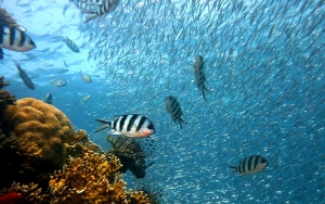 60 Persen Ikan di Dunia Terancam Punah Imbas Suhu Laut Memanas, Ini Kata LIPI