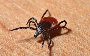 Muncul Virus Mematikan SFTS di Tiongkok, Disebabkan Oleh Serangga Ini