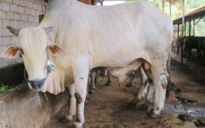 Pandemi Corona, Harga Sapi Kurban Merosot Jelang Idul Adha Bikin Pedagang 'Menjerit'