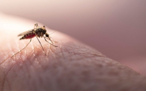 Respon Peneliti Soal Kemungkinan Virus Corona Menyebar Lewat Gigitan Nyamuk