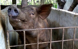 Diduga Terjangkit Flu Babi Afrika, Ribuan Ternak di Sumba Timur Mati 