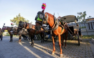 Sepi Penumpang Karena Corona, Andong di Malioboro Rela Banting Harga