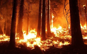 Siberia Dilanda Gelombang Panas, Karena Aktivitas Manusia?