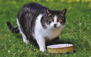 Jangan Asal Memberi! 8 Makanan Manusia Ini Ternyata Berbahaya Dan Beracun Untuk Kesehatan Kucing