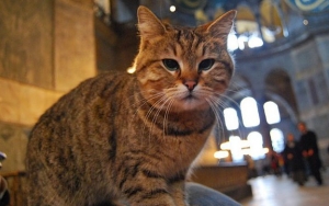 Kucing Gli Masih Diizinkan Bermukim di Hagia Sophia