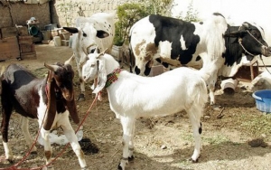 Enggak Hanya Kesehatannya, Ini 7 Tips Memilih Hewan Qurban Yang Baik Agar Ibadah Jadi Maksimal!